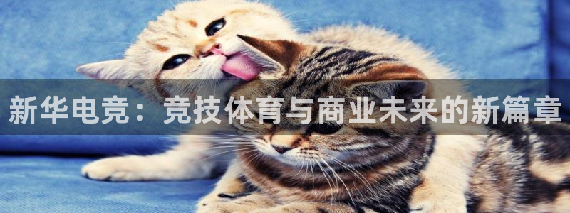 乐鱼电竞英雄联盟app官方